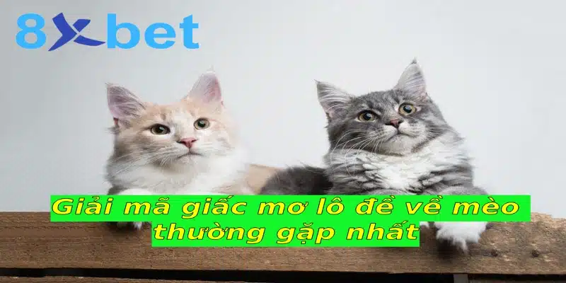 Giải mã giấc mơ lô đề và những thông tin bạn cần biết Giải mã giấc mơ lô đề về mèo thường gặp nhất