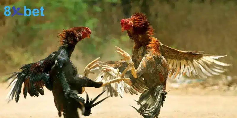 Bí Quyết Cá Cược Đá Gà Thomo Tăng Cơ Hội Chiến Thắng Bí quyết hiệu quả khi tham gia cá cược đá gà Thomo